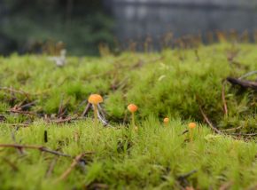 close up of grass and tiny fungus