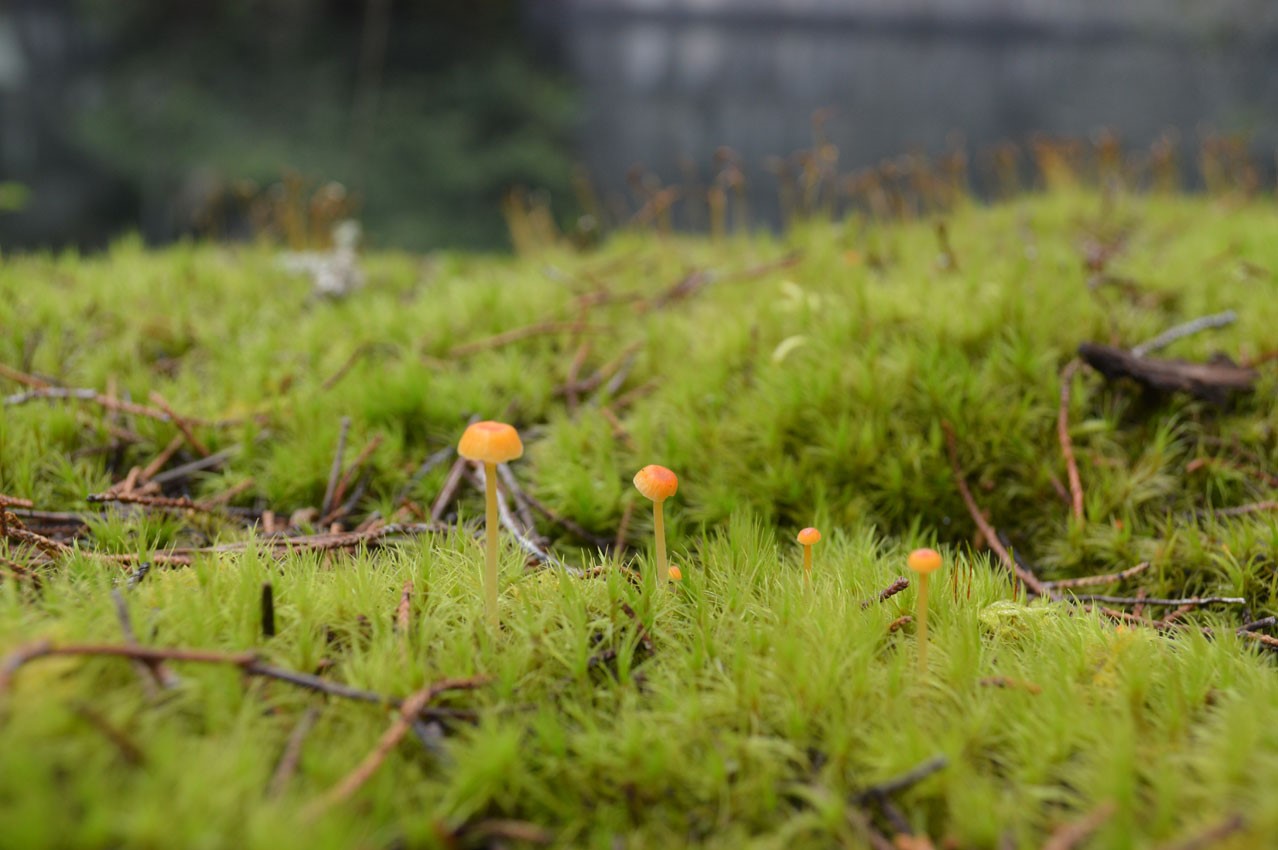 close up of grass and tiny fungus